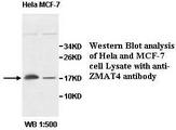 ZMAT4 Antibody