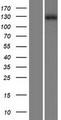 ZMYM1 Protein - Western validation with an anti-DDK antibody * L: Control HEK293 lysate R: Over-expression lysate