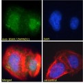 ZMYND11 / BS69 Antibody - ZMYND11 / BS69 antibody immunofluorescence analysis of paraformaldehyde fixed U2OS cells, permeabilized with 0.15% Triton. Primary incubation 1hr (10ug/ml) followed by Alexa Fluor 488 secondary antibody (2ug/ml), showing nuclear staining. Actin filaments were stained with phalloidin (red) and The nuclear stain is DAPI (blue). Negative control: Unimmunized goat IgG (10ug/ml) followed by Alexa Fluor 488 secondary antibody (2ug/ml).