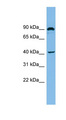 ZMYND12 Antibody - ZMYND12 antibody Western blot of U937 cell lysate. This image was taken for the unconjugated form of this product. Other forms have not been tested.