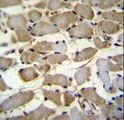 ZMYND17 Antibody - ZMYND17 Antibody immunohistochemistry of formalin-fixed and paraffin-embedded human skeletal muscle followed by peroxidase-conjugated secondary antibody and DAB staining.