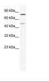 ZNF12 Antibody - Jurkat Cell Lysate.  This image was taken for the unconjugated form of this product. Other forms have not been tested.