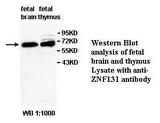 ZNF131 Antibody