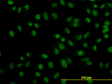 ZNF143 / STAF Antibody - Immunofluorescence of monoclonal antibody to ZNF143 on HeLa cell (antibody concentration 10 ug/ml).
