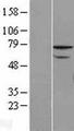 ZNF143 / STAF Protein - Western validation with an anti-DDK antibody * L: Control HEK293 lysate R: Over-expression lysate