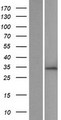 ZNF146 Protein - Western validation with an anti-DDK antibody * L: Control HEK293 lysate R: Over-expression lysate