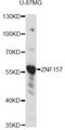 ZNF157 Antibody - Western blot analysis of extracts of U-87MG cells, using ZNF157 antibody at 1:3000 dilution. The secondary antibody used was an HRP Goat Anti-Rabbit IgG (H+L) at 1:10000 dilution. Lysates were loaded 25ug per lane and 3% nonfat dry milk in TBST was used for blocking. An ECL Kit was used for detection and the exposure time was 1s.