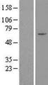 ZNF165 Protein - Western validation with an anti-DDK antibody * L: Control HEK293 lysate R: Over-expression lysate