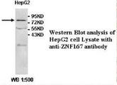 ZNF167 Antibody