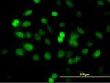 ZNF182 / ZNF21 Antibody - Immunofluorescence of monoclonal antibody to ZNF21 on HeLa cell. [antibody concentration 25 ug/ml]