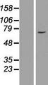 ZNF182 / ZNF21 Protein - Western validation with an anti-DDK antibody * L: Control HEK293 lysate R: Over-expression lysate