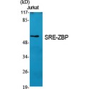 ZNF187 Antibody - Western blot of SRE-ZBP antibody