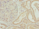 ZNF191 / ZNF24 Antibody - Immunohistochemistry of paraffin-embedded human kidney tissue at dilution 1:100