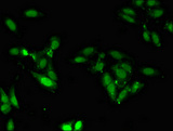 ZNF207 Antibody - Immunofluorescent analysis of Hela cells diluted at 1:100 and Alexa Fluor 488-congugated AffiniPure Goat Anti-Rabbit IgG(H+L)