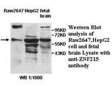 ZNF215 Antibody