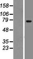 ZNF221 Protein - Western validation with an anti-DDK antibody * L: Control HEK293 lysate R: Over-expression lysate