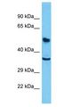ZNF254 Antibody - ZNF254 antibody Western Blot of HepG2. Antibody dilution: 1 ug/ml.  This image was taken for the unconjugated form of this product. Other forms have not been tested.