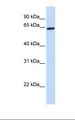 ZNF280B Antibody - 293T cell lysate. Antibody concentration: 1.0 ug/ml. Gel concentration: 12%.  This image was taken for the unconjugated form of this product. Other forms have not been tested.