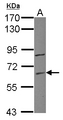 ZNF282 Antibody - Sample (30 ug of whole cell lysate) A: Raji 7.5% SDS PAGE ZNF282 / HUB1 antibody diluted at 1:1000