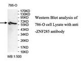 ZNF285 / ZNF285A Antibody