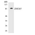 ZNF287 Antibody - Western blot analysis of the lysates from Jurkat cells using ZNF287 antibody.