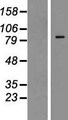 ZNF287 Protein - Western validation with an anti-DDK antibody * L: Control HEK293 lysate R: Over-expression lysate