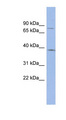 ZNF300 Antibody - ZNF300 antibody Western blot of THP-1 cell lysate. This image was taken for the unconjugated form of this product. Other forms have not been tested.