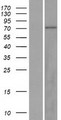 ZNF334 Protein - Western validation with an anti-DDK antibody * L: Control HEK293 lysate R: Over-expression lysate