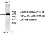 ZNF345 Antibody