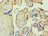 ZNF346 Antibody - Immunohistochemistry of paraffin-embedded human placenta using antibody at 1:100 dilution.