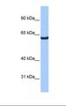 ZNF350 Antibody - HepG2 cell lysate. Antibody concentration: 0.5 ug/ml. Gel concentration: 8%.  This image was taken for the unconjugated form of this product. Other forms have not been tested.