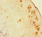 ZNF366 Antibody - Immunohistochemistry of paraffin-embedded human placenta tissue using ZNF366 Antibody at dilution of 1:100