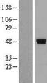 ZNF385A / ZNF385 Protein - Western validation with an anti-DDK antibody * L: Control HEK293 lysate R: Over-expression lysate