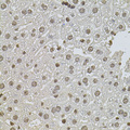 ZNF408 / PRDM17 Antibody - Immunohistochemistry of paraffin-embedded mouse liver tissue.