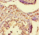 ZNF408 / PRDM17 Antibody - Immunohistochemistry of paraffin-embedded human testis tissue at dilution of 1:100