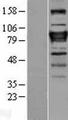 ZNF408 / PRDM17 Protein - Western validation with an anti-DDK antibody * L: Control HEK293 lysate R: Over-expression lysate