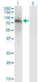 ZNF41 Antibody - Western Blot analysis of ZNF41 expression in transfected 293T cell line by ZNF41 monoclonal antibody (M01), clone 4E9.Lane 1: ZNF41 transfected lysate (Predicted MW: 89.1 KDa).Lane 2: Non-transfected lysate.
