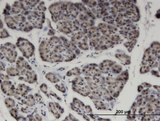 ZNF44 / GIOT-2 Antibody - Immunoperoxidase of monoclonal antibody to ZNF44 on formalin-fixed paraffin-embedded human pancreas. [antibody concentration 3 ug/ml]