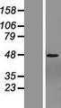 ZNF485 Protein - Western validation with an anti-DDK antibody * L: Control HEK293 lysate R: Over-expression lysate