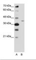 ZNF488 Antibody - A: Marker, B: HepG2 Cell Lysate.  This image was taken for the unconjugated form of this product. Other forms have not been tested.
