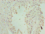 ZNF490 Antibody - Immunohistochemistry of paraffin-embedded human testis tissue using ZNF490 Antibody at dilution of 1:100