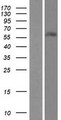 ZNF497 Protein - Western validation with an anti-DDK antibody * L: Control HEK293 lysate R: Over-expression lysate