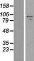 ZNF509 / ZBTB49 Protein - Western validation with an anti-DDK antibody * L: Control HEK293 lysate R: Over-expression lysate