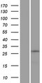 ZNF511 Protein - Western validation with an anti-DDK antibody * L: Control HEK293 lysate R: Over-expression lysate
