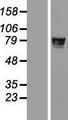 ZNF526 Protein - Western validation with an anti-DDK antibody * L: Control HEK293 lysate R: Over-expression lysate