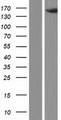 ZNF541 Protein - Western validation with an anti-DDK antibody * L: Control HEK293 lysate R: Over-expression lysate