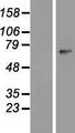 ZNF549 Protein - Western validation with an anti-DDK antibody * L: Control HEK293 lysate R: Over-expression lysate
