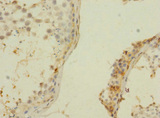 ZNF564 Antibody - Immunohistochemistry of paraffin-embedded human testis tissue using ZNF564 Antibody at dilution of 1:100