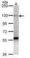 ZNF574 Antibody - Sample (30 ug of whole cell lysate). A: H1299. 7.5% SDS PAGE. ZNF574 antibody diluted at 1:1000.