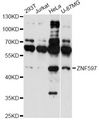 ZNF597 Antibody - Western blot analysis of extracts of various cell lines, using ZNF597 antibody at 1:1000 dilution. The secondary antibody used was an HRP Goat Anti-Rabbit IgG (H+L) at 1:10000 dilution. Lysates were loaded 25ug per lane and 3% nonfat dry milk in TBST was used for blocking. An ECL Kit was used for detection and the exposure time was 10s.
